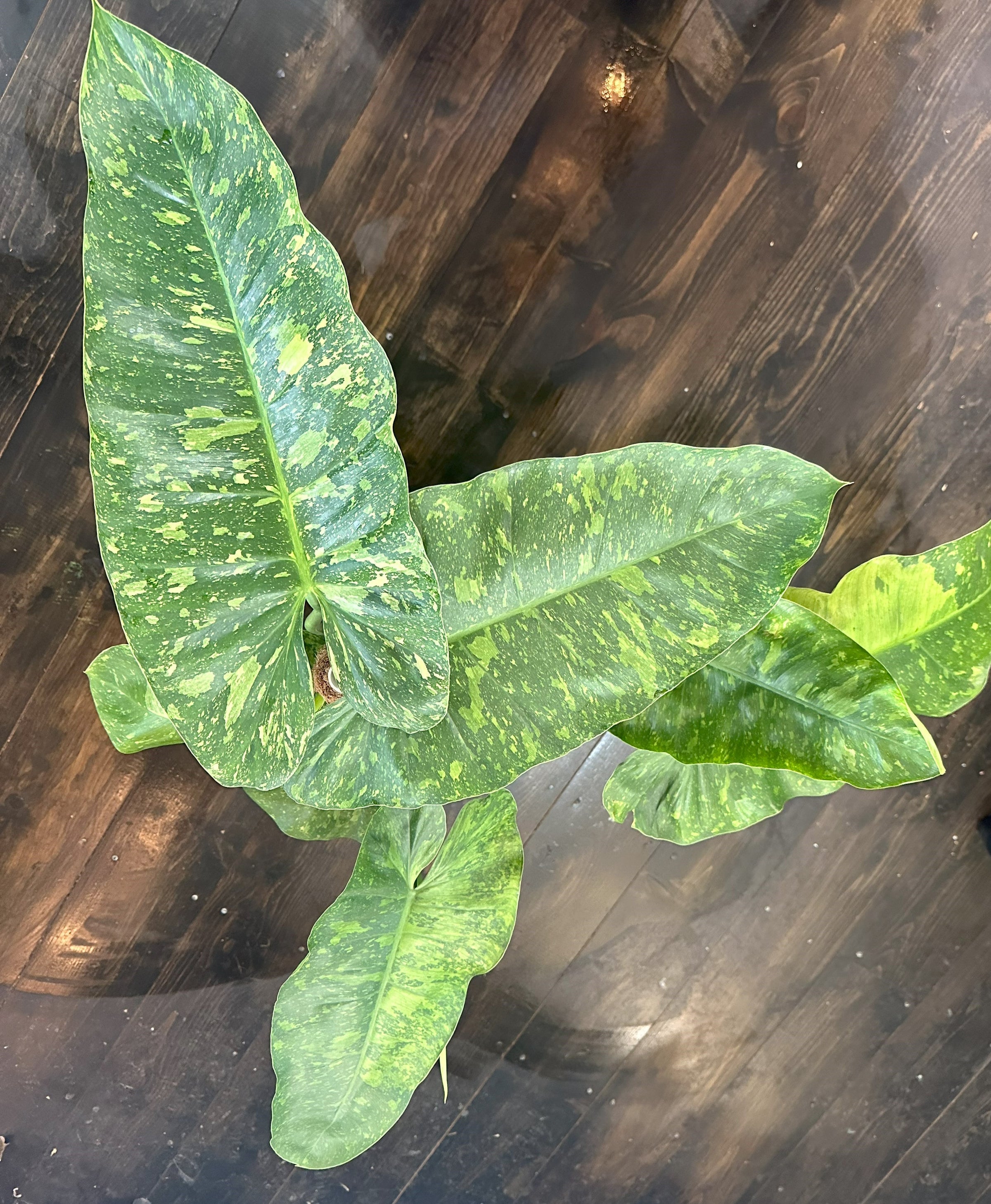 Philodendron 'Jose Bueno' 8