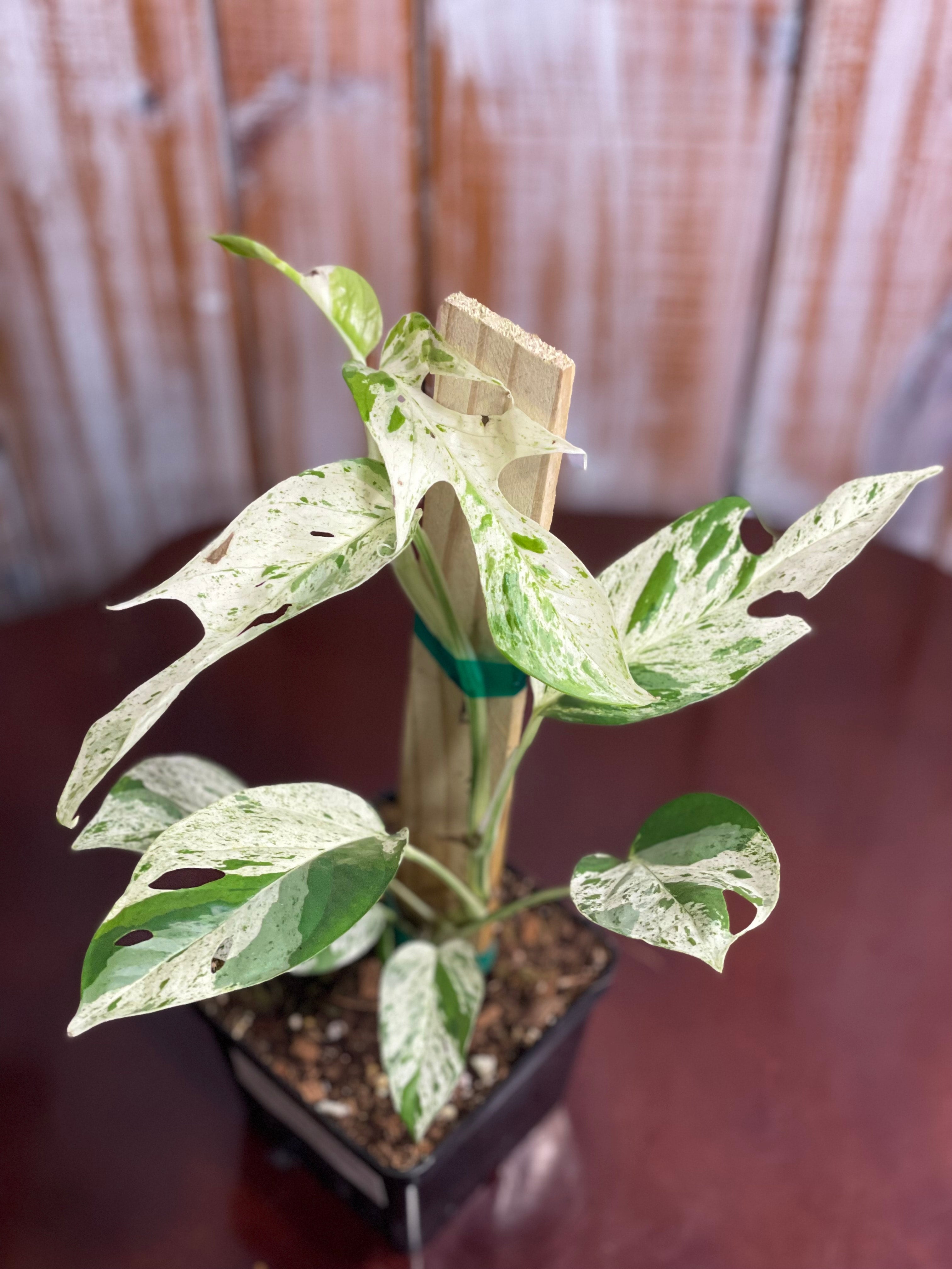 Epipremnum pinnatum marble variegated 4" | Crazy Plant Company