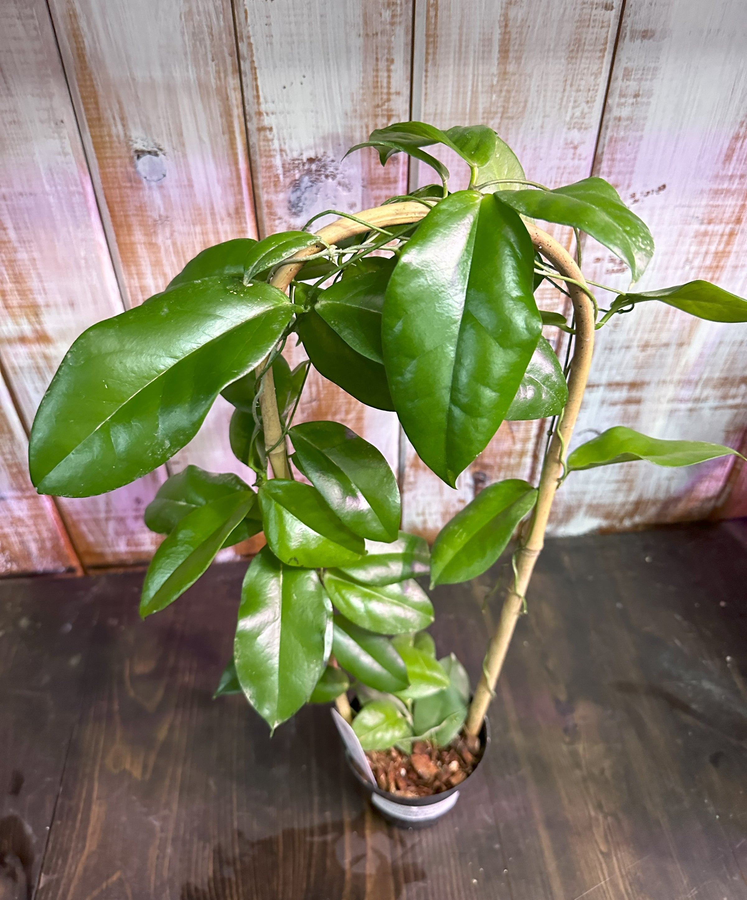 Hoya sp. PNG SV 422 | Crazy Plant Company