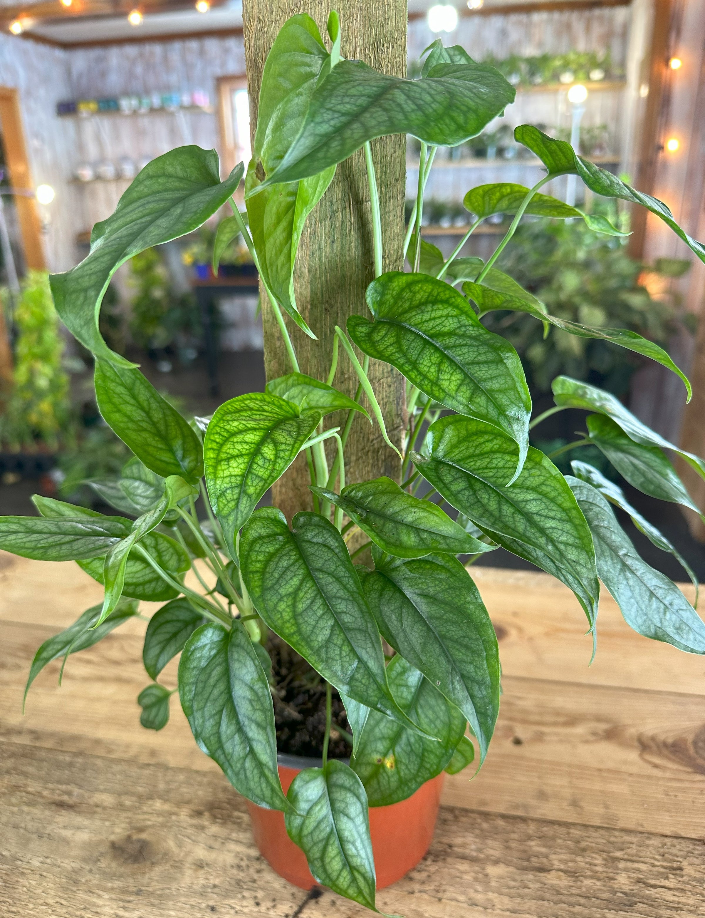 Monstera siltepecana Silver Monstera 'El Salvador' | Crazy Plant Company
