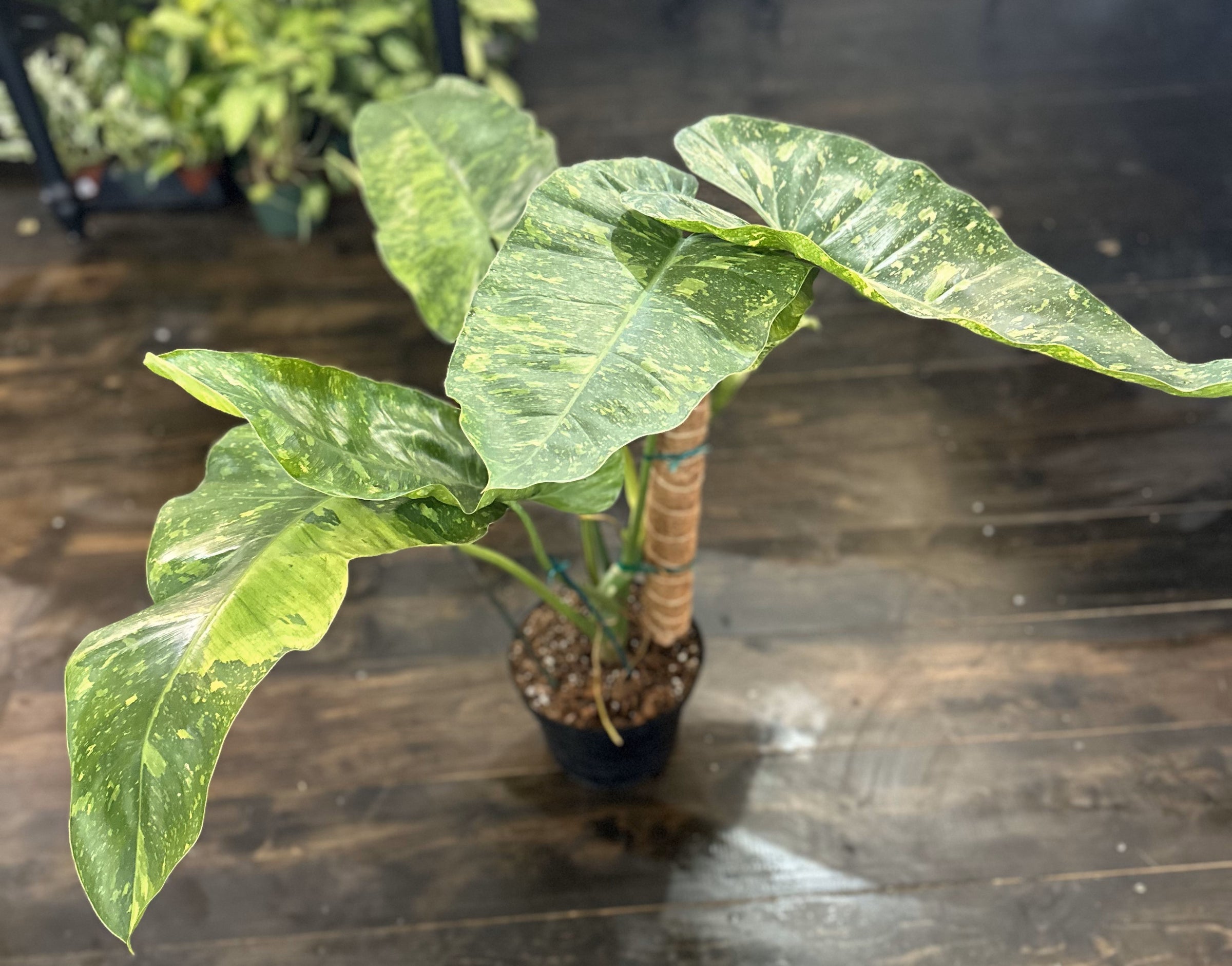 Philodendron 'Jose Bueno' 8